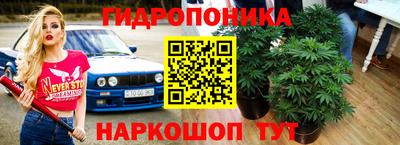 крисы Малгобек